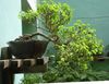 зеленый Комнатное растение Брейния (Снежный куст) фото (Кустарники)