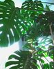 Split Lapu Philodendron