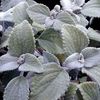 zilverachtig Kamerplanten Zweedse Ivy foto (Struik)