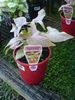 sølvfarvede Stueplante Syngonium foto (Liana)