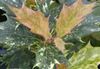 杂色 室内植物 茶橄榄 照片 (灌木)