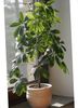 зелений Кімнатна рослина Шеффлера (Гептаплерум) фото (Дерево)