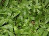 groen  Bonte Basketgrass foto (Opknoping Planten)