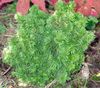 žalias augalas Alberta Eglės, Juoda Kalnai Eglė, Baltos Eglės, Eglės Kanados nuotrauka
