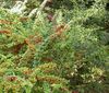 groen Plant Berberis, Japanse Berberis foto