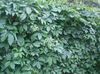 Boston ivy, Virginia Creeper, Woodbine 
