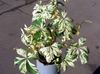 multicolor Boston ivy, Virginia Creeper, Woodbine