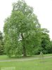 vaalean-vihreä Kasvi Cottonwood, Poppeli kuva