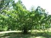 Urweltmammutbaum