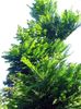 grön Växt Gryning Redwood foto