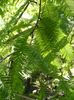 зеленый Растение Метасеквоя фото