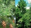žalias augalas Douglas Eglės, Pušies Oregon, Raudona, Eglės, Geltona, Eglės Klaidinga nuotrauka