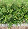 Hedge Cotoneaster, ევროპული Cotoneaster
