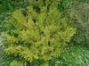 Hiba, Falsk Arborvitae, Japansk Elkhorn Cypress