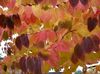 勃艮第 卉 桂树 照片