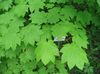 svetlo-zelena Rastlina Javor fotografija