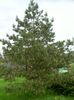 green Plant Pine photo