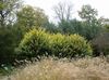 gelb Pflanze Liguster, Goldenen Liguster foto