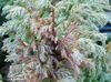 серебристый Растение Кипарисовик горохоплодный фото