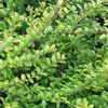 žalias augalas Krūminis Sausmedis, Dėžutė Sausmedis, Boxleaf Sausmedis nuotrauka