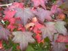 verde Plantă Sweetgum, Gumă De Roșu, Galben Lichid fotografie