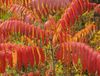 红 卉 老虎的眼睛漆树，鹿角黄栌，黄栌绒 照片