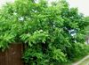 зеленый Растение Орех фото