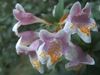 roz Floare Abelia fotografie (Arbust)