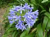 açık mavi Saksı çiçekleri Afrikalı Mavi Zambak fotoğraf (Otsu Bir Bitkidir)