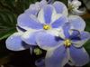 light blue African violet