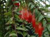 црвено Цвет Агапетес фотографија (Ампельни)