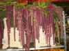 claret Amaranthus, Kærlighed-Løgne-Blødning, Kiwicha