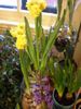 gul Blomst Amaryllis foto (Urteagtige Plante)