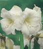 weiß Blume Amaryllis foto (Grasig)