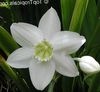 white Pot flower Amazon Lily photo (Herbaceous Plant)