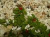 röd Kruka blomma Aptenia foto (Ampelväxter)