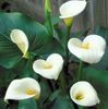 Arum lily 