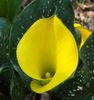 gul Blomst Arum Lilje foto (Urteagtige Plante)