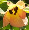 rudens Asian Portoe, Punduris Asian Portia, Jūra Hibiscus