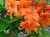 oranžs Zieds Acālijas, Pinxterbloom foto (Krūms)