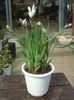 white Flower Baboon Flower, Baboon Root photo (Herbaceous Plant)