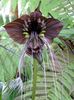 brown Bat Head Lily, Bat Flower, Devil Flower