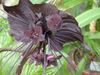 brun  Bat Huvud Lilja, Slagträ Blomma, Djävulen Blomma foto (Örtväxter)