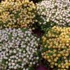 white Flower Bead Plant photo 