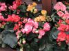 ružičasta Cvijet Begonija foto (Zeljasta Biljka)