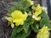 žuta Cvijet Begonija foto (Zeljasta Biljka)