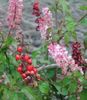 rosa Pote flores Bloodberry, Rouge Plant, Baby Pepper, pigeonberry, Coralito foto (Arbusto)