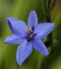 Blue Corn lily