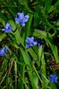 lyseblå Pot Blomst Blå Majs Lilje foto (Urteagtige Plante)
