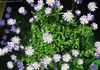 light blue Pot flower Blue Daisy photo (Herbaceous Plant)